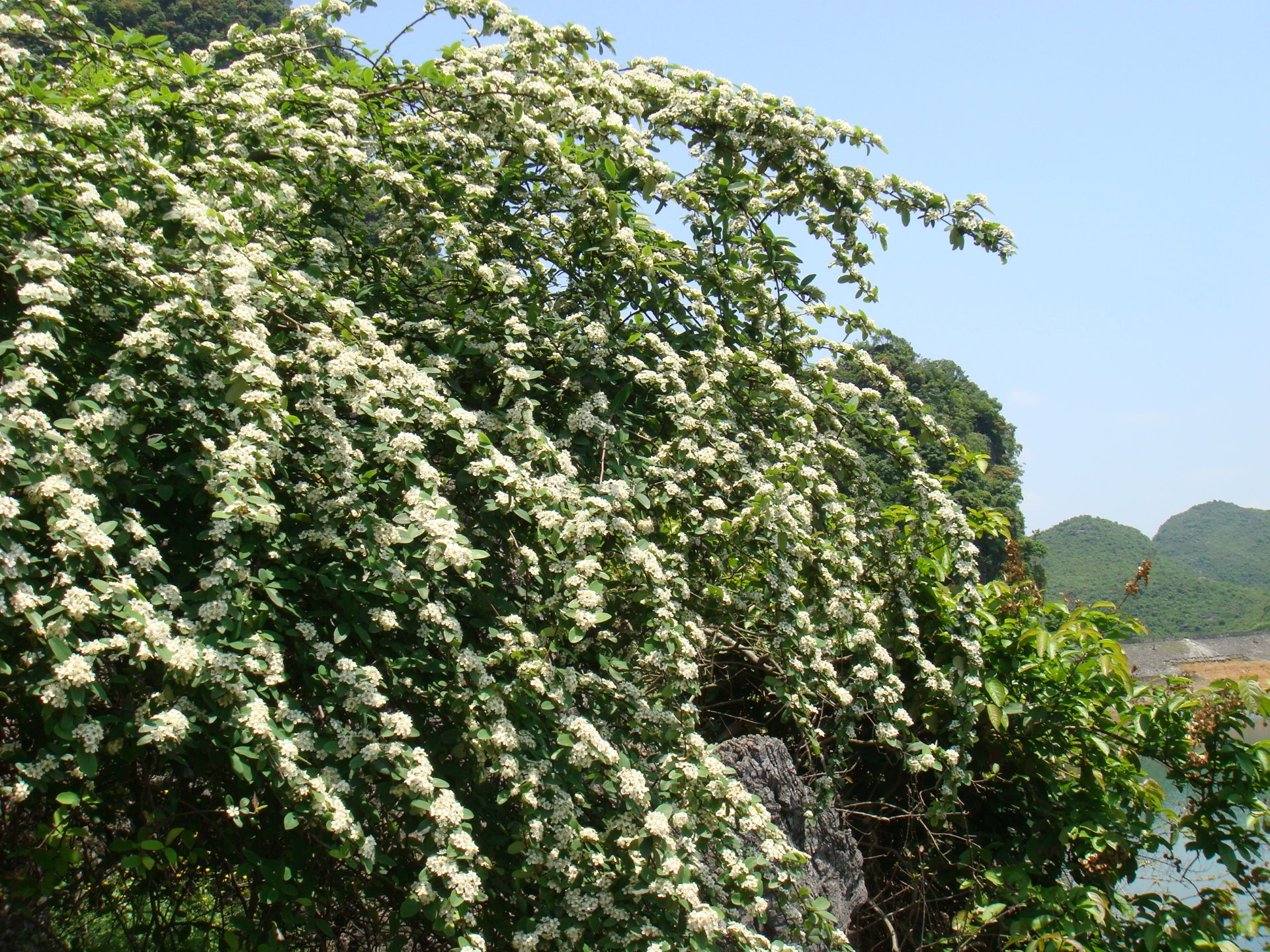 华山水库山花
